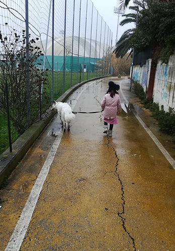 pastore svizzero bianco Lungoresina, pastore svizzero bianco allevamenti in Umbria, , pastore svizzero bianco bambini